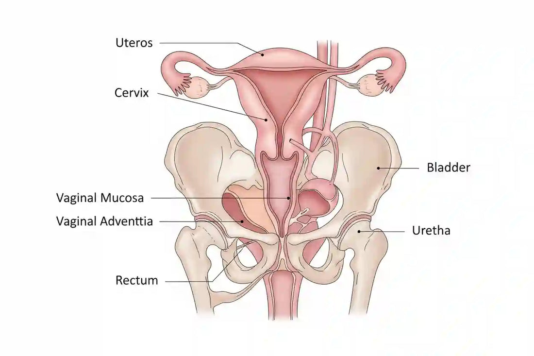 Atrophic Vulvovaginitis: Symptoms and Images Explained