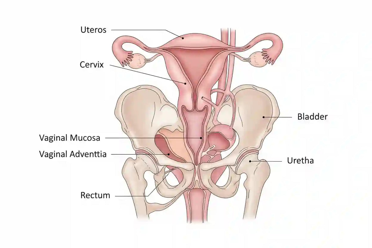 Atrophic Vulvovaginitis: Symptoms and Images Explained